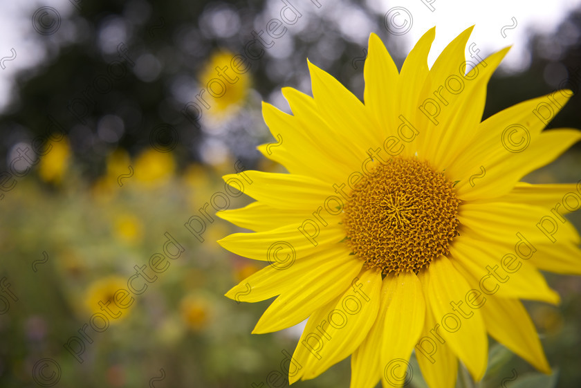 Sunflowers 002